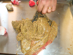 Foreign body extracted from the rumen of cow